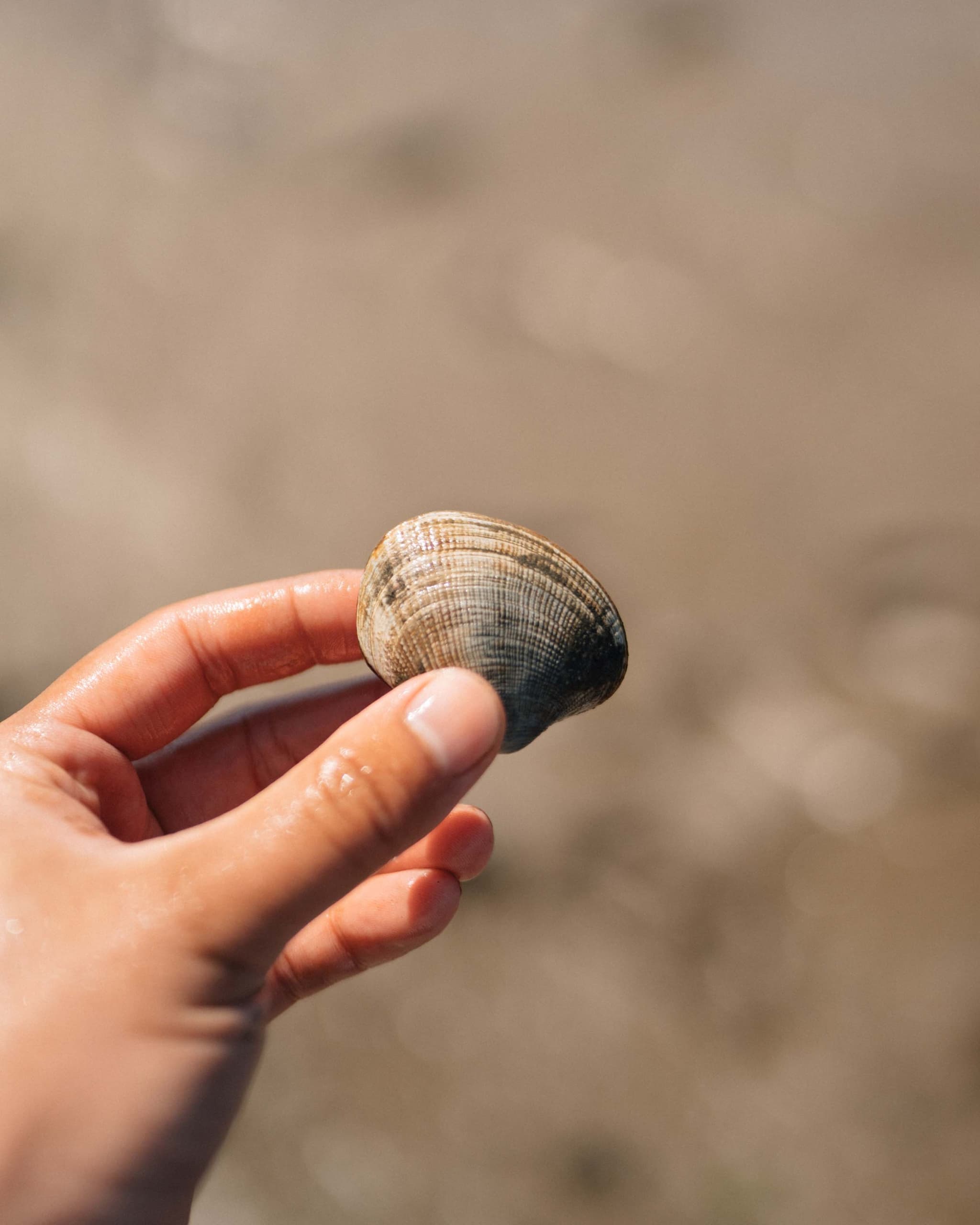 A hand holding a clam on the beach
