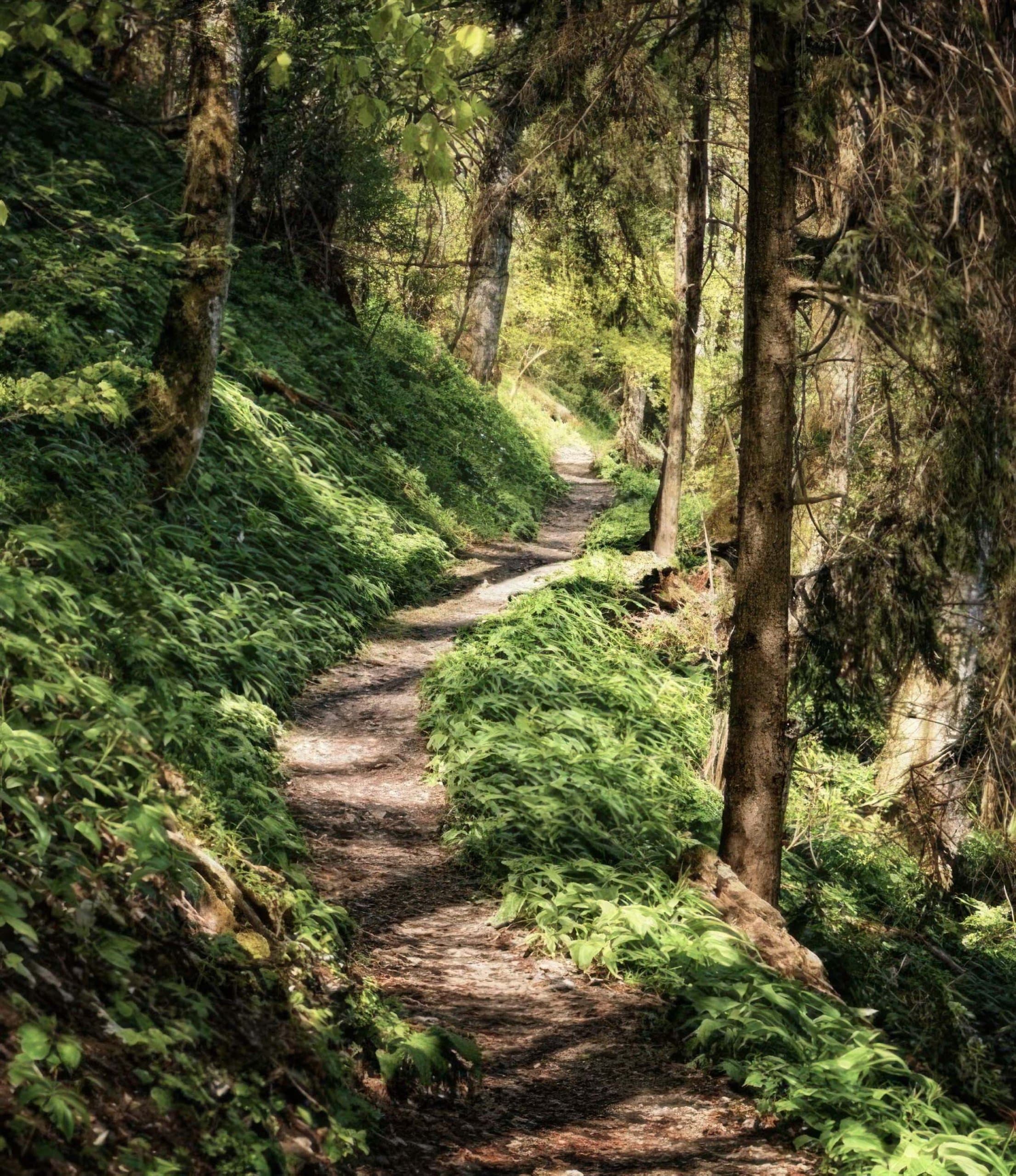 A beautiful green path in the forest