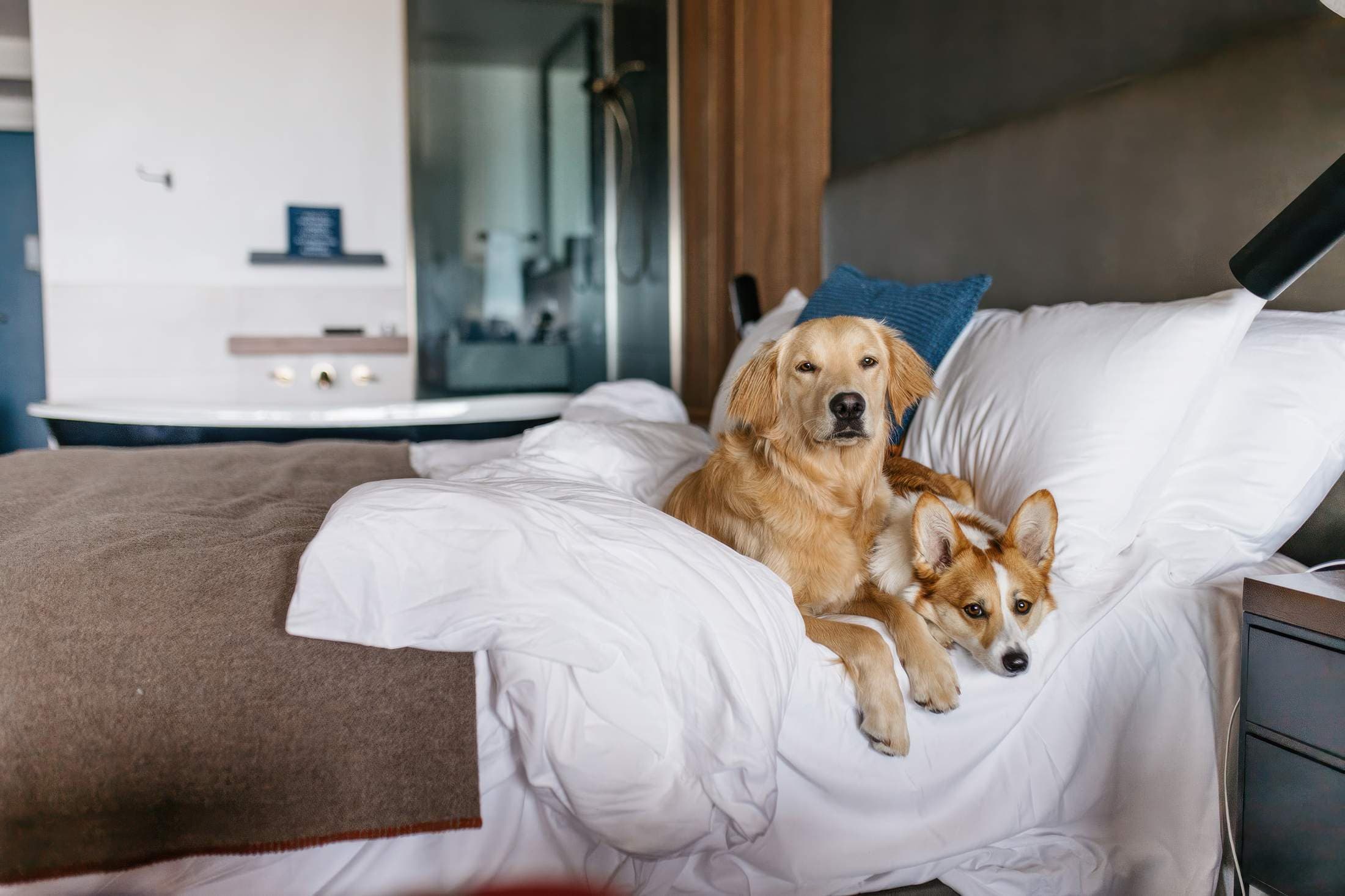 Two dogs snuggling each other in bed at Headlands