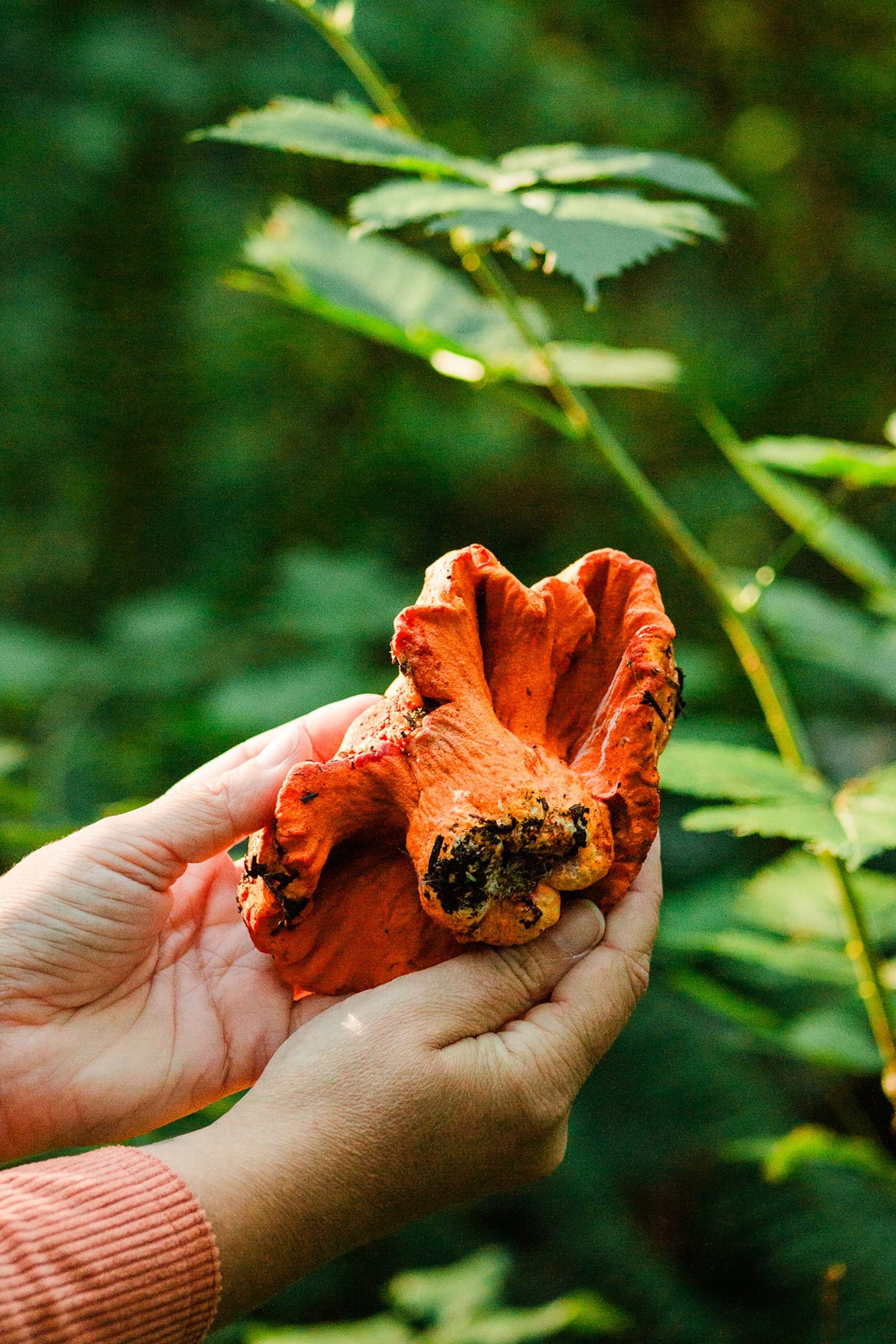A set of hands holding a large lobster mushroom