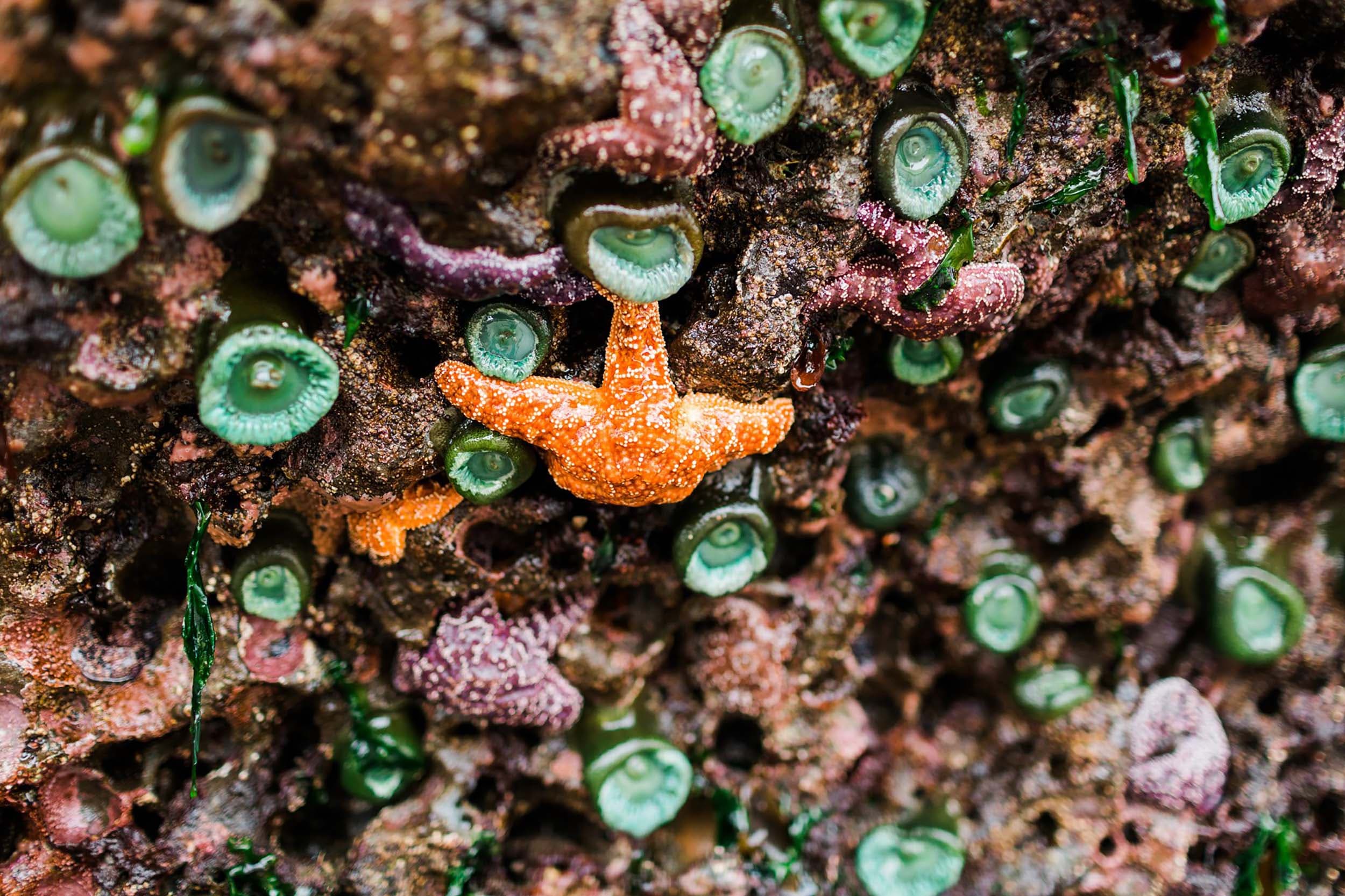 A star fish and other sea creatures at the tide pools at Cape Kiwanda