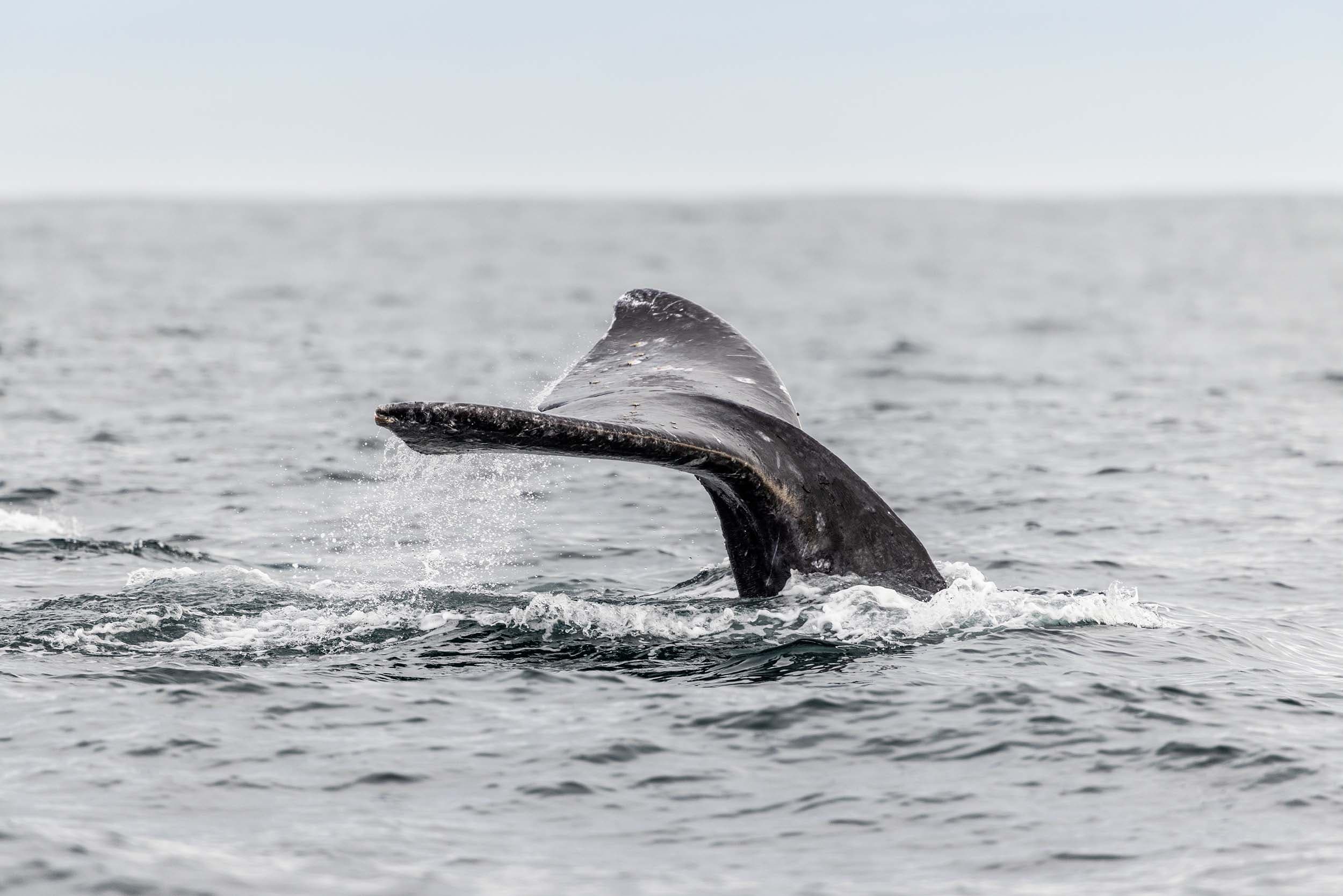 A tail fluke of a Gray Whale in the Monterey Bay.
