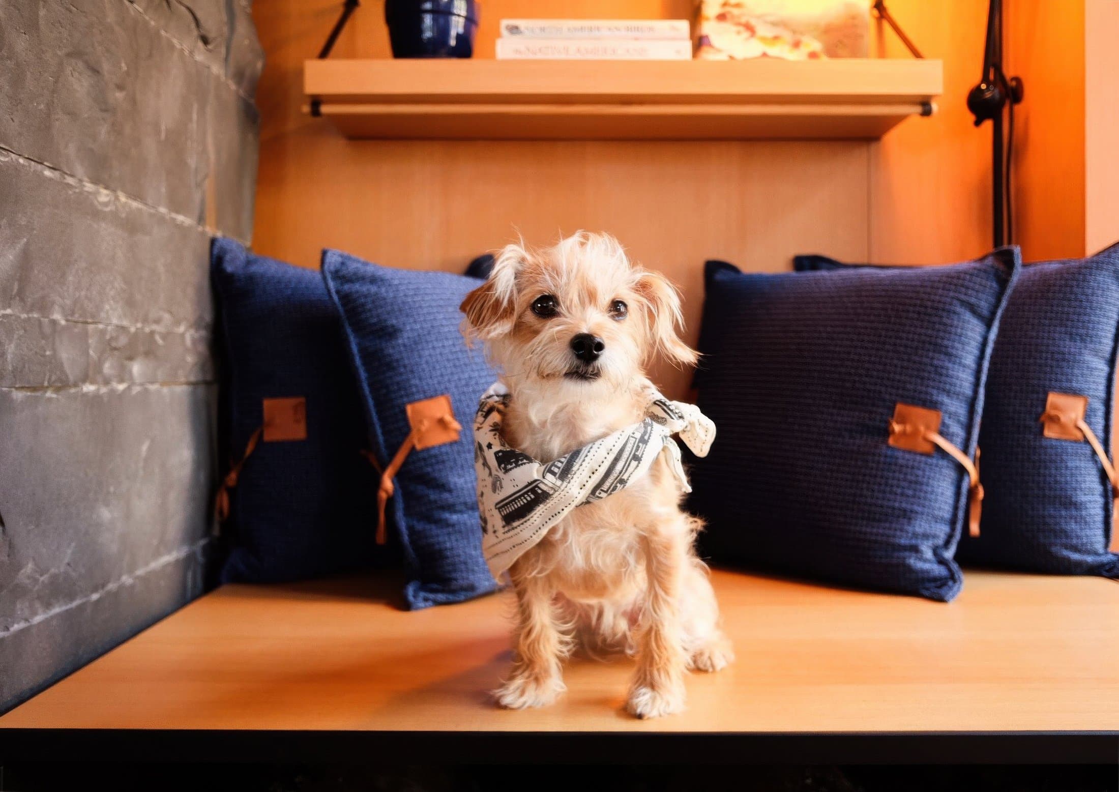 A small wiry dog sitting on a table at Headlands