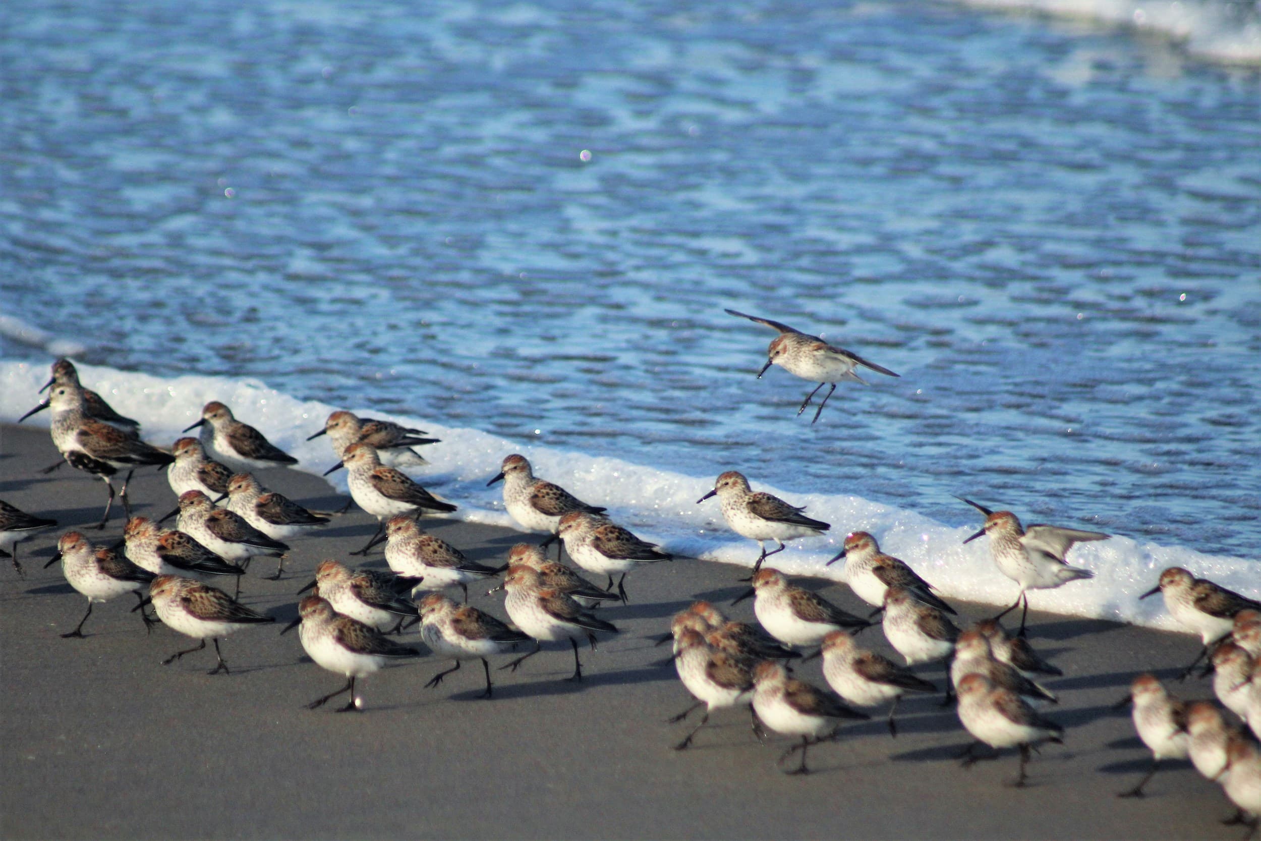 Kind Traveler Birds On Beach