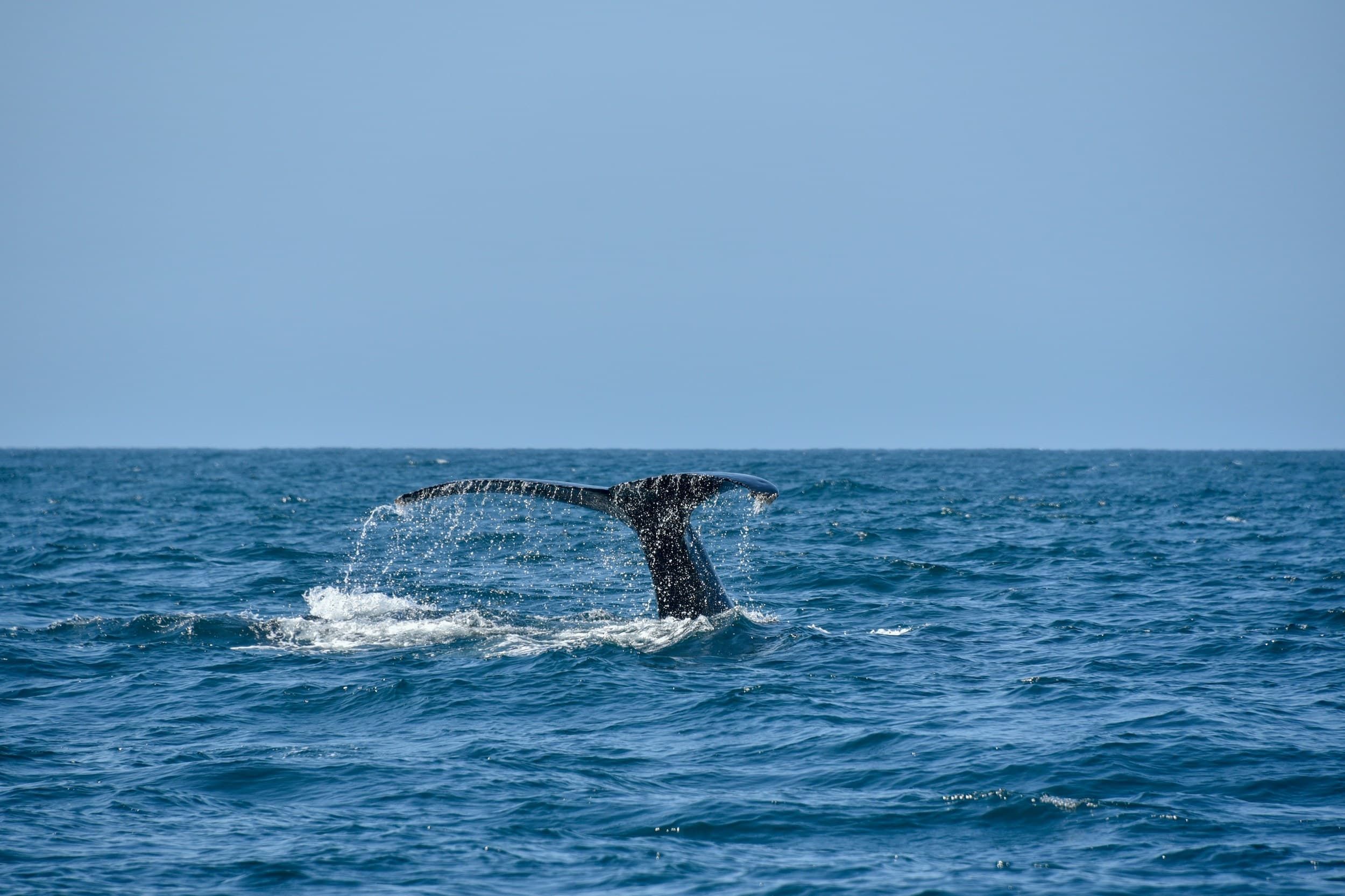 A whale tail emerging from the pacific ocean