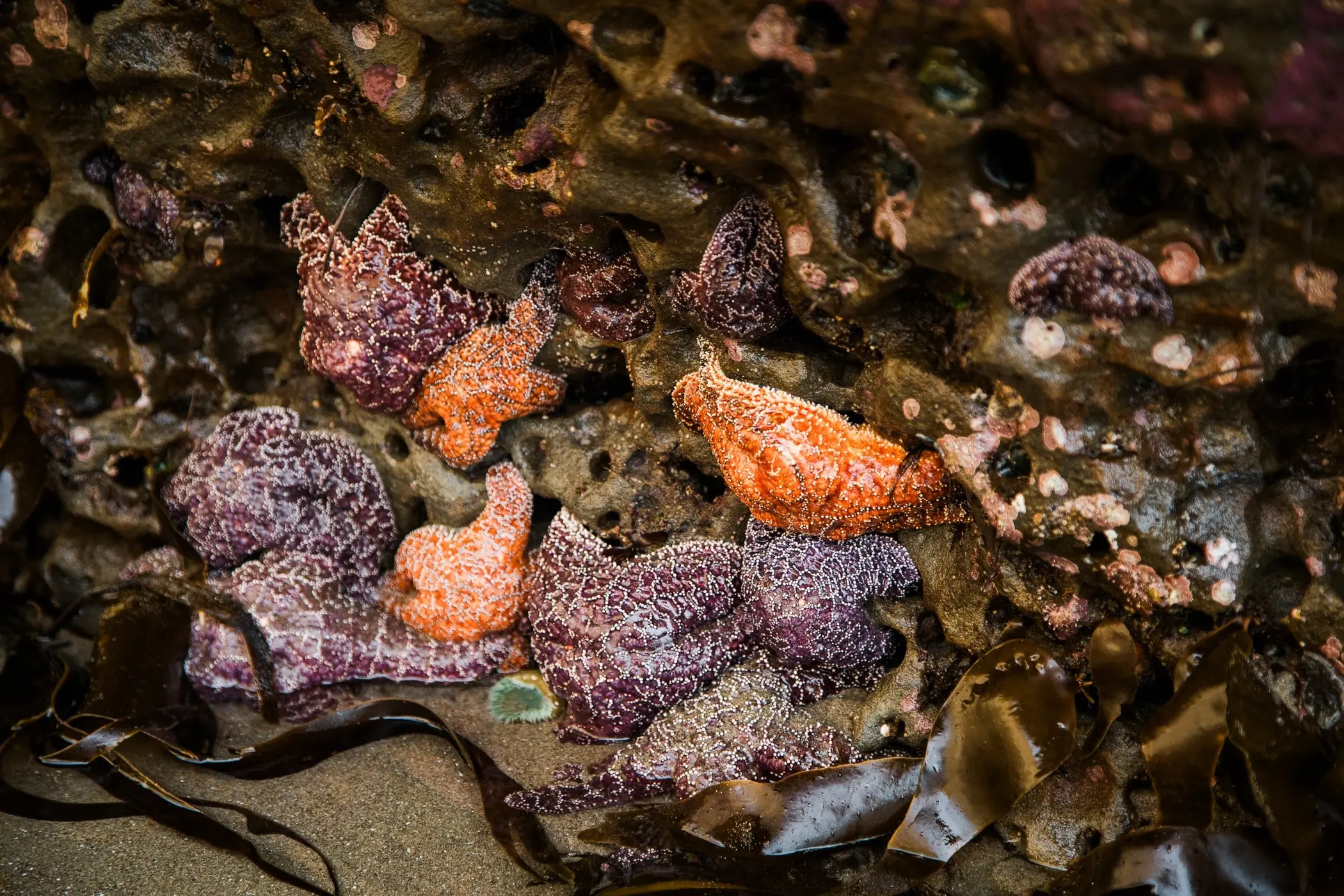 Purple and orange ochre sea stars in a tide pool at Headlands Coastal Lodge & Spa, Pacific City, Oregon