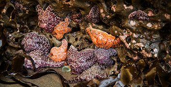Cape Kiwanda tide pools sea stars