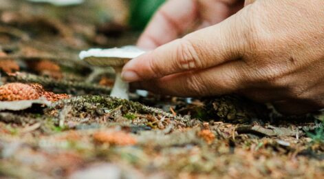Mushroom foraging