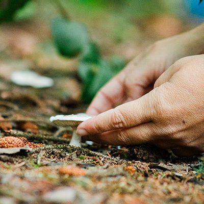 Mushroom foraging