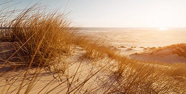 Dune grass on the beach